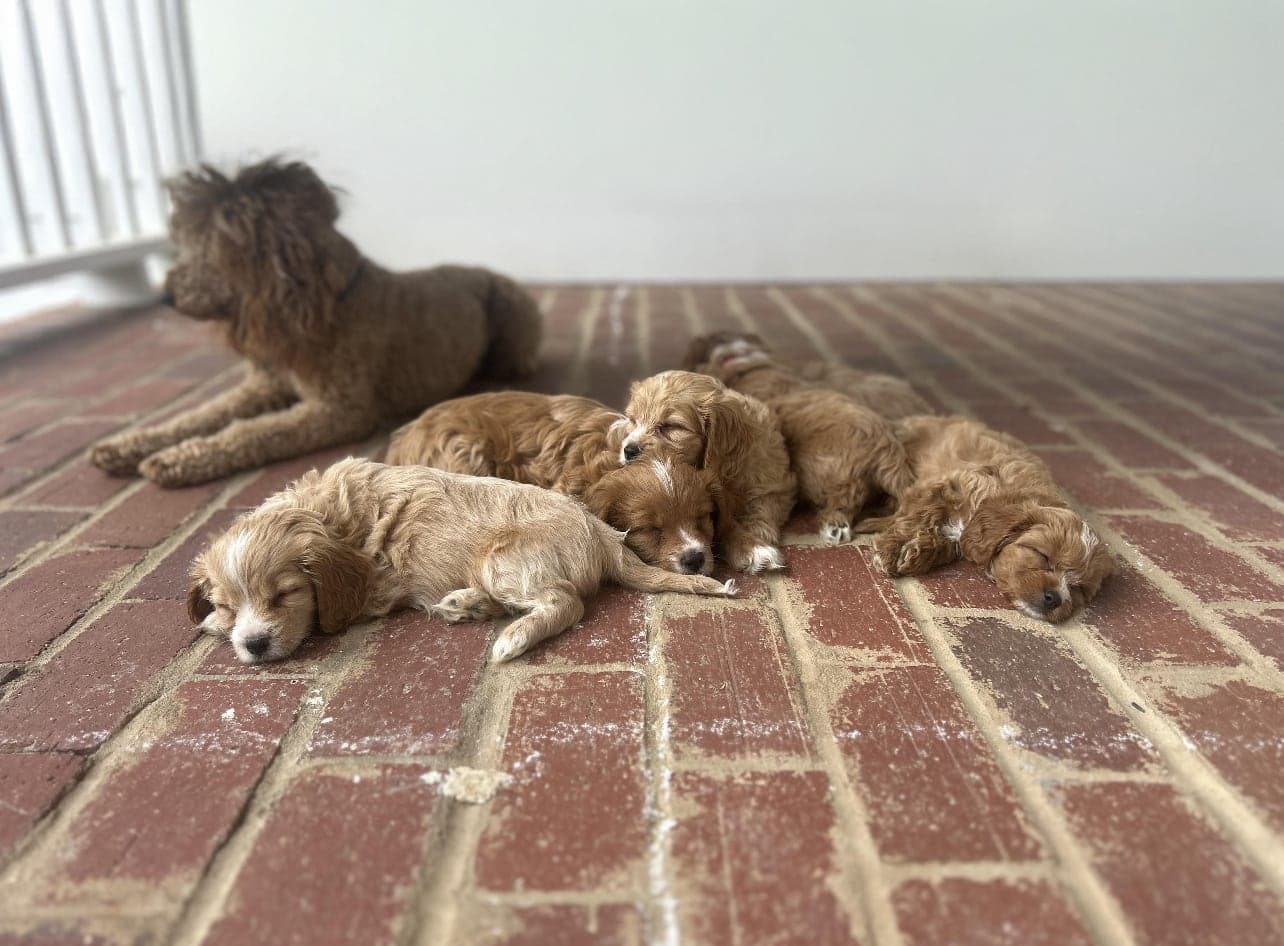 Mercy Lane Dogs on the farm