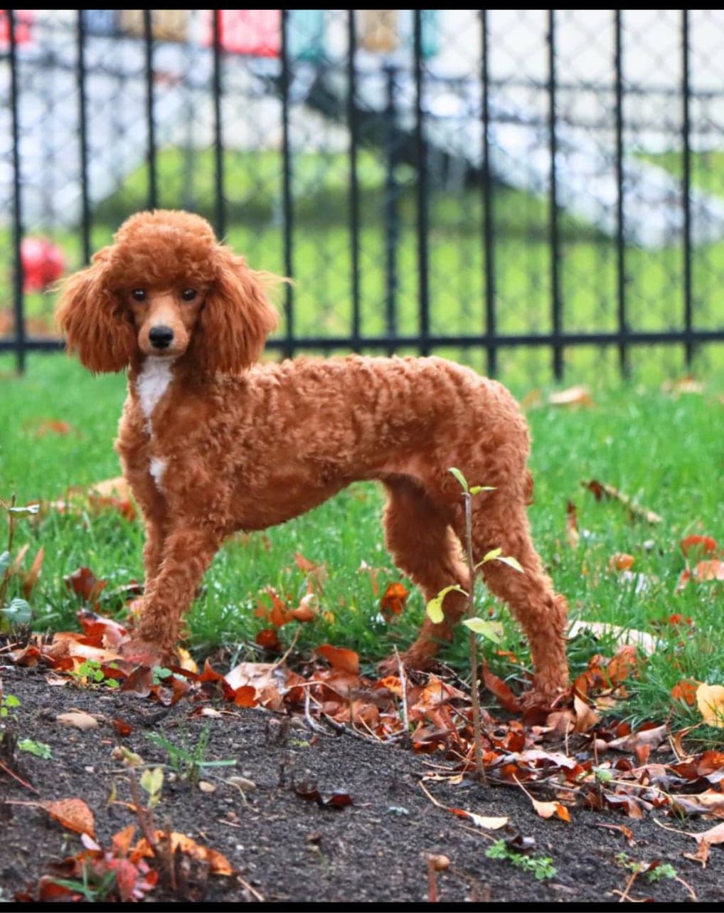 Maggie
