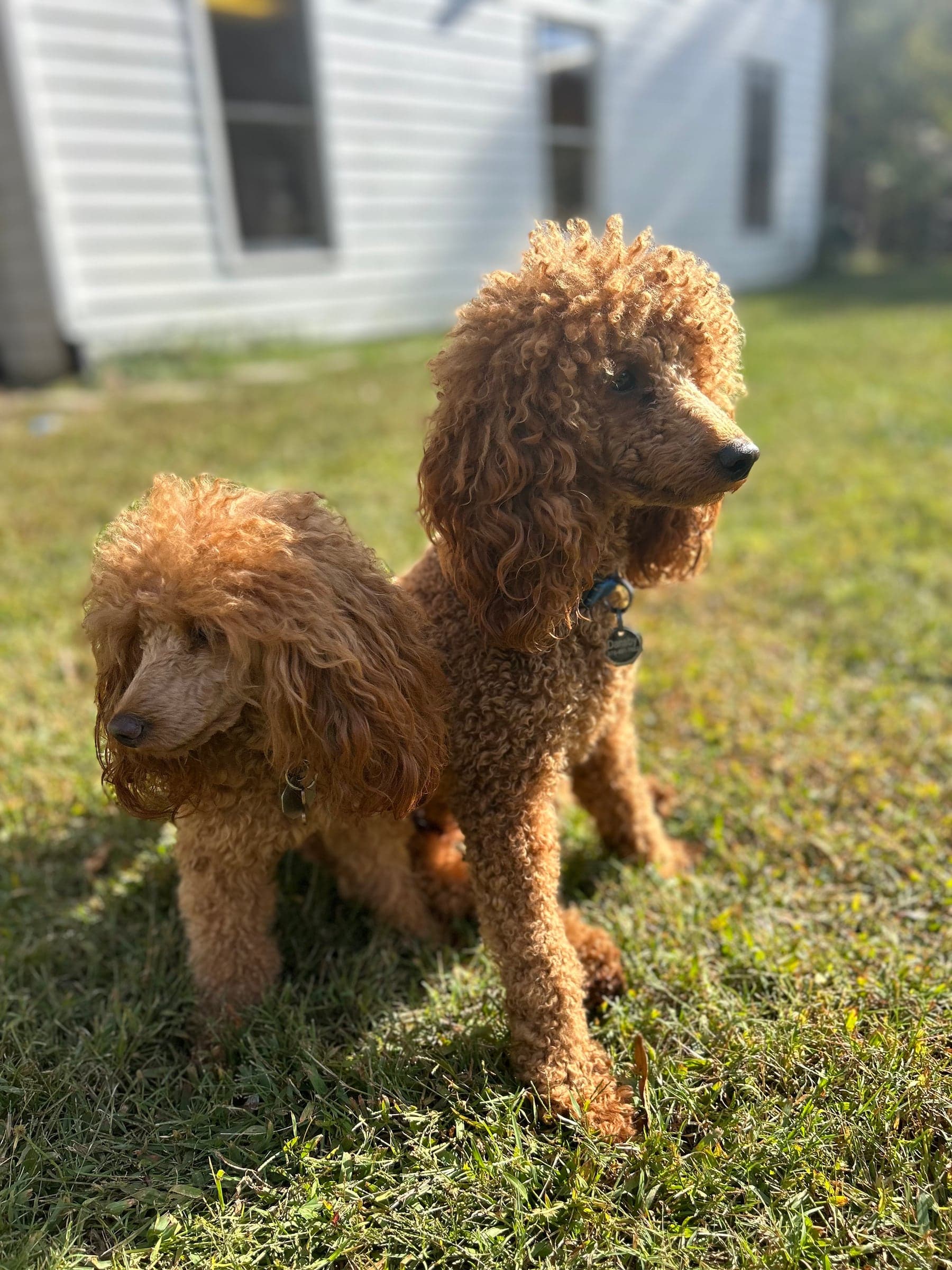 Miniature Poodles