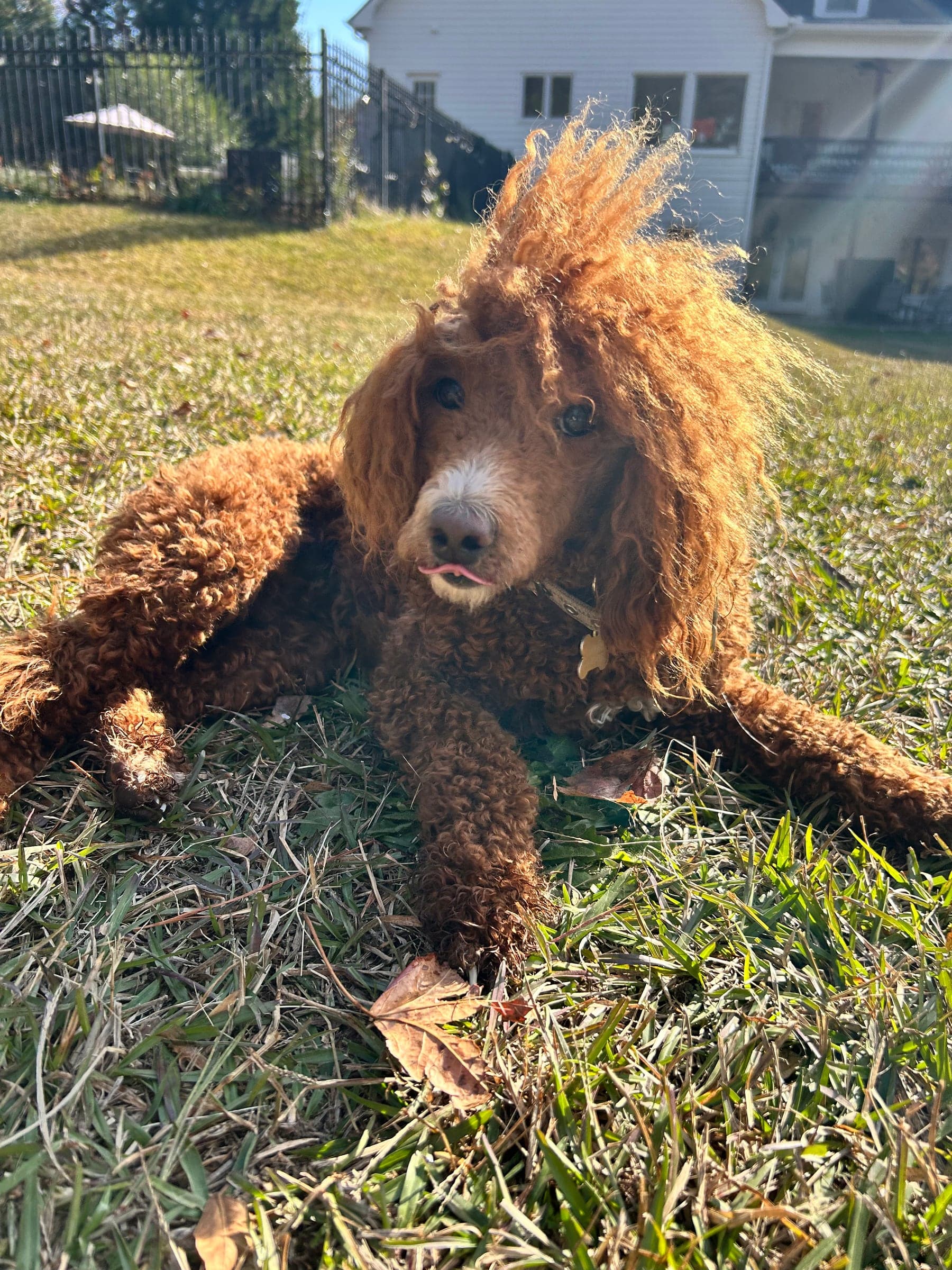 Sadie